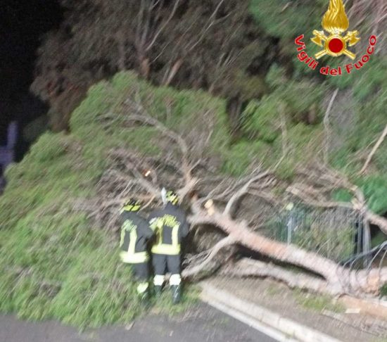 Albero caduto a Santa Marinella