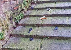 Viterbo - Gli escrementi in via delle Caprarecce