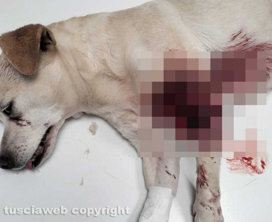 Viterbo - La cagnolina Perla azzannata da un pitbull