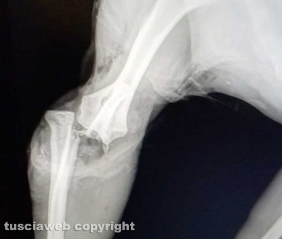 Viterbo - La cagnolina Perla azzannata da un pitbull - La lastra