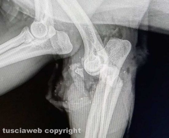 Viterbo - La cagnolina Perla azzannata da un pitbull - La lastra