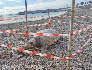 Civitavecchia - Tartaruga marina trovata morta sulla spiaggia del Pirgo