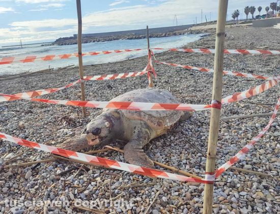 Civitavecchia - Tartaruga marina trovata morta sulla spiaggia del Pirgo