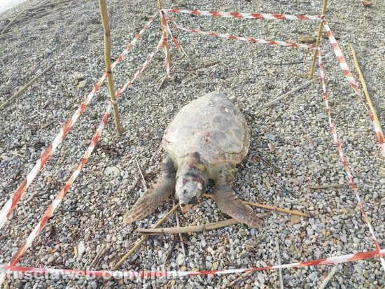 Civitavecchia - Tartaruga marina trovata morta sulla spiaggia del Pirgo