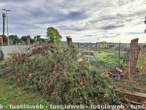 Civitavecchia - Gli alberi tagliati al parco Uliveto
