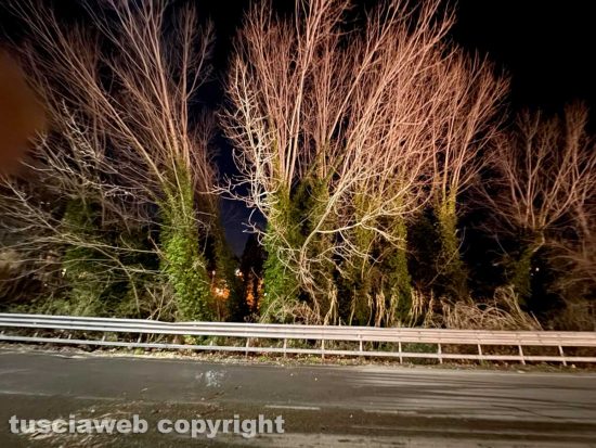 Viterbo - Albero crollata in via Genova, subito rimosso