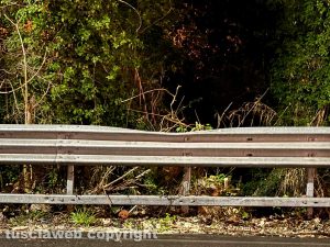 Viterbo - Albero crollata in via Genova, subito rimosso
