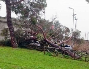 Civita Castellana – L’albero di pino è crollato in via Enrico Minio