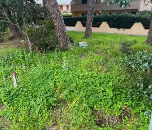 Erbacce tra Montalto e Pescia