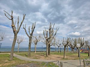 Marta - Gli alberi potati sul lungolago