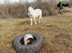 Rieti - Carabinieri - Il cavallo sequestrato