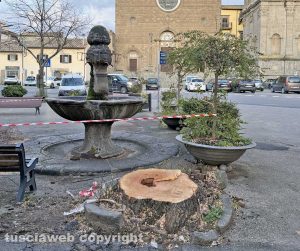 Albero abbattuto alla Quercia