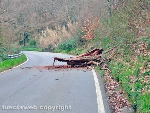 Montefiascone - Tronco cade in via del Lago