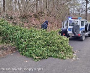 Vetralla - Alberi crollati a terra