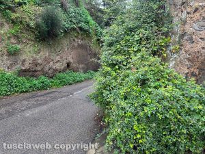 Viterbo - L'erbaccia in via Vico Squarano