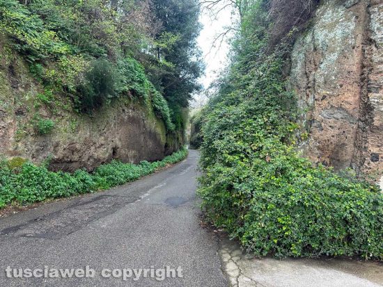 Viterbo - L'erbaccia in via Vico Squarano