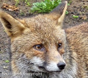 Cura di Vetralla - Una bellissima volpe