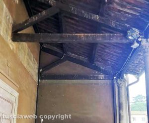 Viterbo - Piccione a palazzo dei Priori