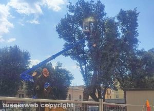 Civitavecchia - Via al taglio degli alberi in piazza del mercato