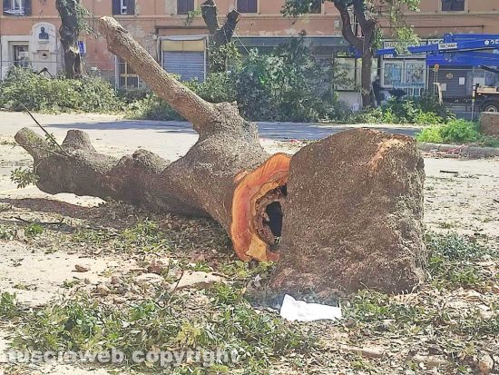 Civitavecchia - Gli alberi abbattuti al mercato