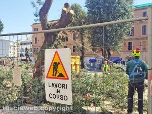 Civitavecchia - Gli alberi abbattuti al mercato