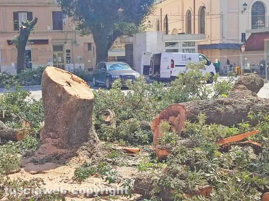 Civitavecchia - Gli alberi abbattuti al mercato