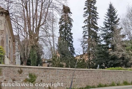 Ronciglione - Albero secolare cade nel parco dell’ospedale, nessun ferito