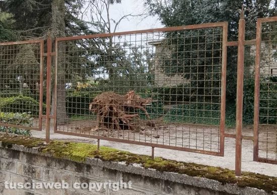 Ronciglione - Albero secolare cade nel parco dell’ospedale, nessun ferito