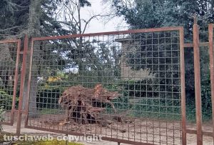 Ronciglione - Albero secolare cade nel parco dell’ospedale, nessun ferito