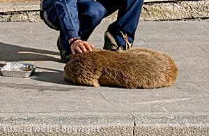 Montefiascone - Il piccolo di capriolo investito in via Oreste Borghesi
