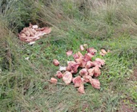 Tarquinia - Carabinieri forestale - I resti di carne bovina