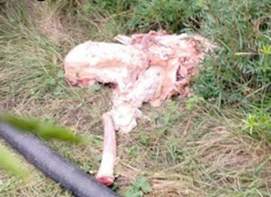 Tarquinia - Carabinieri forestale - I resti di carne bovina