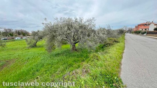 Viterbo - Gli olivi lungo il lato di via Biga di Castro