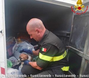 Civitavecchia – Cagnolino abbandonato nel cassonetto degli indumenti, salvato dai vigili del fuoco
