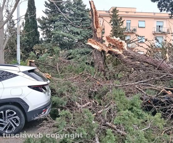 Viterbo - Albero crolla in via Cava di Gorga