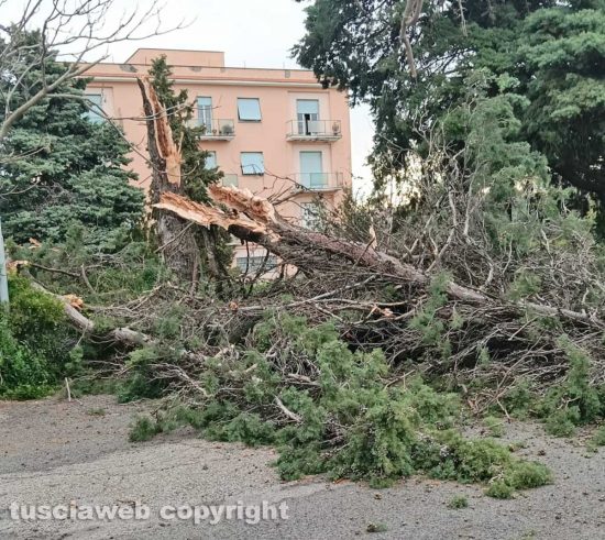 Viterbo - Albero crolla in via Cava di Gorga