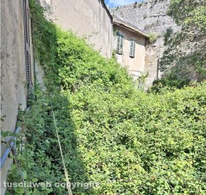 Erba alta e rovi in piazza Dante