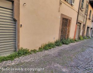 Viterbo - Erba in via Cieca