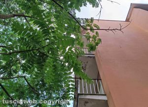 Viterbo - La vegetazione infestante di fronte al condominio di via Bramante 