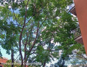 Viterbo - La vegetazione infestante di fronte al condominio di via Bramante