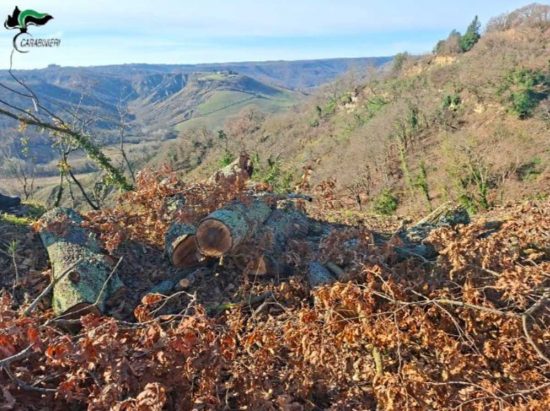 Lubriano - Gli alberi tagliati