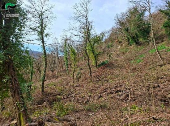 Lubriano - Gli alberi tagliati