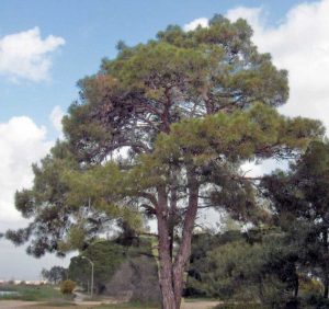 Un albero di pino
