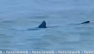 Squalo a riva, paura a Terracina