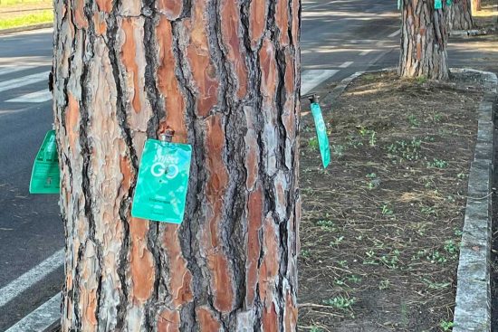 Tarquinia Lido - Trattamenti cocciniglia tartarugata per salvare i pini