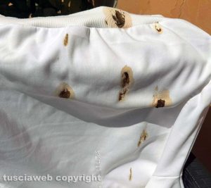 Viterbo - Gli escrementi di piccione sui vestiti stesi in centro