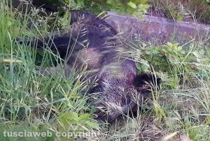 Cinghiale morto lungo strada San Martino