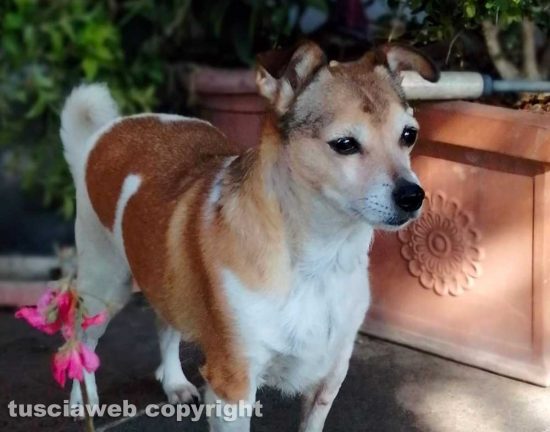 La cagnolina Trilly