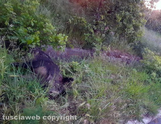 Cinghiale morto lungo strada San Martino
