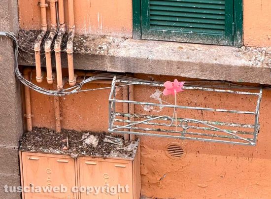 Viterbo - Gli escrementi di piccione in centro
